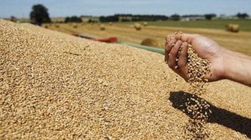 تونس تطرح مناقصة لشراء 100 ألف طن من قمح الطحين اللين