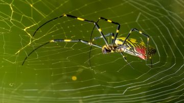 عناكب طائرة بحجم كف اليد تغزو الولايات المتحدة عناكب طائرة بحجم كف اليد تغزو الولايات المتحدة