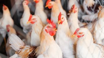 نابل.. باعة الدواجن يشتكون نقص التزويد ويطالبون بتنظيم المسالك نابل.. باعة الدواجن يشتكون نقص التزويد ويطالبون بتنظيم المسالك