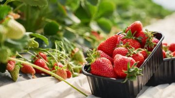 الوطن القبلي: نقص المساحات المخصصة لزراعة الفراولة.. وهذه الاسباب