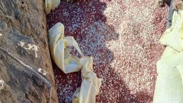 القيروان: اتلاف 21 طنا من الكاكاوية الفاسدة