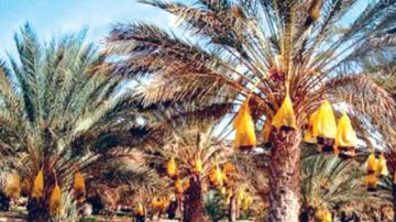 404 الف طن انتاج موسم التمور لسنة 2025 ..الانطلاق في تحضيرات موسم 2026 404 الف طن انتاج موسم التمور لسنة 2025 ..الانطلاق في تحضيرات موسم 2026