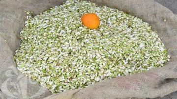 نابل تعبق برائحة تقطير الزهر نابل تعبق برائحة تقطير الزهر