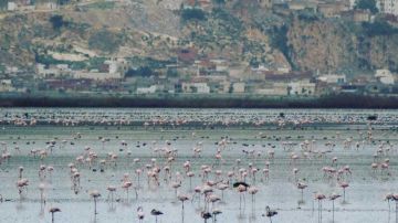 رش مبيدات فوق سبخة السيجومي: والي تونس يدعـو مــربي النحل لأخذ الاحتياطات اللازمة رش مبيدات فوق سبخة السيجومي: والي تونس يدعـو مــربي النحل لأخذ الاحتياطات اللازمة