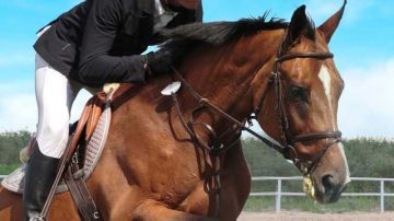 دارت في سيدي ثابت     ...نجاح باهر وحضور قياسي في بطولة «الماسترز» للفروسية
