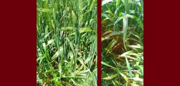 بعد رصدها مرضي التبقع السبتوري و البرونزي بأغلب حقول القمح، وزارة الفلاحة توصي بعد رصدها مرضي التبقع السبتوري و البرونزي بأغلب حقول القمح، وزارة الفلاحة توصي