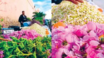 القيروان .. افتتاح موسم تقطير الورد والزهر والعطرشية