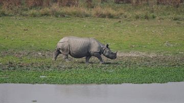 وحيد قرن ينهي حياة رجل كرس حياته لحمايته