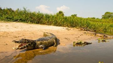 تمساح المنوفية يثير الرعب في دلتا مصر تمساح المنوفية يثير الرعب في دلتا مصر
