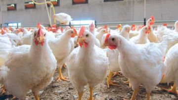 المهدية ..نقيب الفلاحين لـ الشروق .. انخفاض في أسعار الدجاج الحي