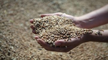 رويترز.. الجزائر اشترت مئات آلاف الأطنان من القمح الصلب لتعزيز مخزونها الوطني