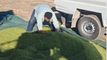 القيروان.. إنطلاق موسم حصاد الشعير الأخضر 