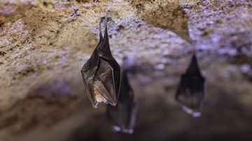 يمكنه غزو الخلايا البشرية.. اكتشاف فيروس كورونا لدى خفافيش شرق إفريقيا