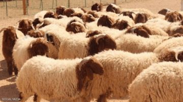 اليوم: انطلاق بيع الأضاحي بالميزان اليوم: انطلاق بيع الأضاحي بالميزان