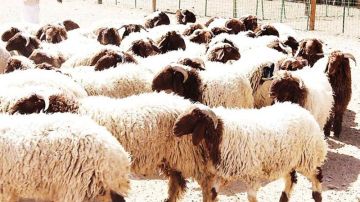 10 سنوات سجنا لـمتهمين بسرقة مواشي الفلاحين 10 سنوات سجنا لـمتهمين بسرقة مواشي الفلاحين