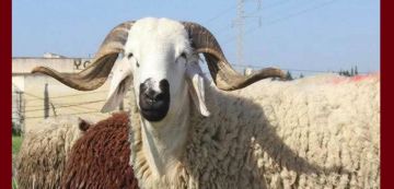بالمناسبة: حين يصبح التبعبيع رفاهية وطنية