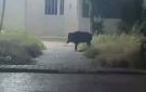 خنزير يقتحم رادس مليان فجرا - tn