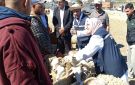الهيئة الوطنية للسلامة الصحية تنفذ حملة بسوق الدواب بنبر : القطيع سليم من الأمراض و الأسعار مشطة - tn