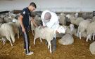 فريق من الأطباء البياطرة على ذمة المواطنين خلال أيام عيد الأضحى - tn