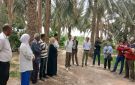 حامة الجريد: يوم إعلامي تحسيسي حول مكافحة عنكبوت الغبار