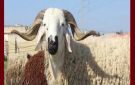 بالمناسبة: حين يصبح التبعبيع رفاهية وطنية