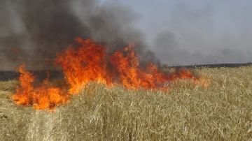 باجة : النيران تلتهم حوالي 4 هكتارات من القمح باجة : النيران تلتهم حوالي 4 هكتارات من القمح
