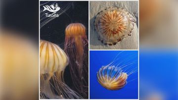 ظهور قنديل البحر البوصلة على السواحل التونسية ظهور قنديل البحر البوصلة على السواحل التونسية