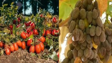 موجة الحر الأخيرة تلحق أضرارا بالمحاصيل الفلاحية في سيدي بوزيد موجة الحر الأخيرة تلحق أضرارا بالمحاصيل الفلاحية في سيدي بوزيد