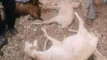 نفوق عشرات الأغنام والماعز في المتلوي..آخر المستجدات نفوق عشرات الأغنام والماعز في المتلوي..آخر المستجدات