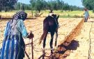 عادات وتقاليد .. الخريف خرف والصيف لم قشاشه ...هكذا يستعد فلاحو جندوبة لموسم فلاحي جديد