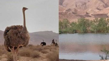 تونس الجميلة ...الحديقة الوطنية بدغومس (توزر) الثانية عالميا في التنوع البيولوجي تونس الجميلة ...الحديقة الوطنية بدغومس (توزر) الثانية عالميا في التنوع البيولوجي