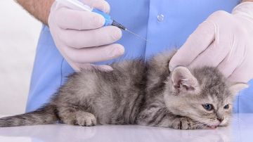اليوم: خيمة بيطرية مجانية في المنيهلة لتلقيح الكلاب والقطط بأريانة اليوم: خيمة بيطرية مجانية في المنيهلة لتلقيح الكلاب والقطط بأريانة