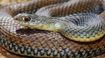 زوج لا ينام يتقدم بشكوى غريبة: مذعور من تحول زوجتي ليلا إلى ثعبان