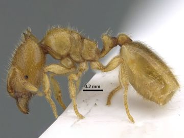  نملة الشارقة .. اكتشاف نوع نادر من النمل في الإمارات