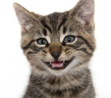 دراسة: القطط مختلة عقليا بالوراثة