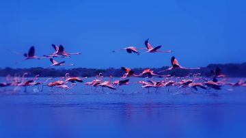 عجمان تسعد ضيوفها برحلة كاملة الأوصاف خلال أجمل شتاء في العالم 