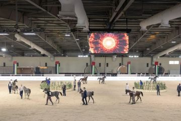انطلاقة قوية لبطولة الإمارات الوطنية لجمال الخيل العربية بمشاركة 500 خيل