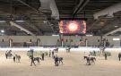 انطلاقة قوية لبطولة الإمارات الوطنية لجمال الخيل العربية بمشاركة 500 خيل