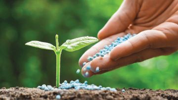 باحثون في جامعة خليفة يطورون أليافا تحول التربة الرملية إلى أرض خصبة