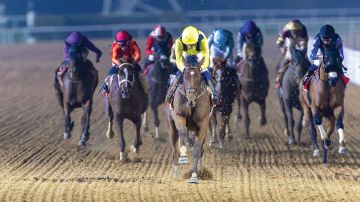 نخبة الخيول تتأهب لـ كأس دبي العالمي 2026 نخبة الخيول تتأهب لـ كأس دبي العالمي 2026