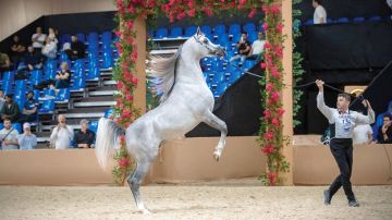 تعديلات جديدة على قائمة حكام بطولة دبي للجواد العربي تعديلات جديدة على قائمة حكام بطولة دبي للجواد العربي