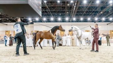 155 خيلا من 12 دولة تشارك في بطولة دبي الدولية للجواد العربي 155 خيلا من 12 دولة تشارك في بطولة دبي الدولية للجواد العربي