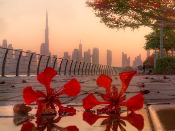 مصور يوثق مشاهد حالمة لأشجار الشعلة في دبي مصور يوثق مشاهد حالمة لأشجار الشعلة في دبي