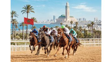 17 خيلا تتنافس على مضمار أنفا الرملي في المغرب 17 خيلا تتنافس على مضمار أنفا الرملي في المغرب