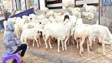 أسعار المواشي والدواجن تشهد تباينا في عدن اليوم الخميس 16 أكتوبر 2025