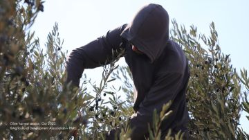 الأمم المتحدة: عنف المستوطنين والقيود الإسرائيلية يحولان دون قطف الزيتون بفلسطين الأمم المتحدة: عنف المستوطنين والقيود الإسرائيلية يحولان دون قطف الزيتون بفلسطين