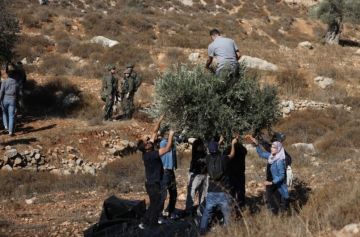 تقرير اعتداءات المستوطنين عطلت موسم قطف الزيتون في الضفة