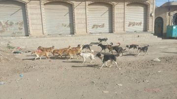 داء الكلب يفتك بالمواطنين في مناطق سيطرة الحوثيين داء الكلب يفتك بالمواطنين في مناطق سيطرة الحوثيين