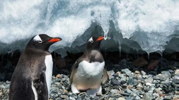 تفسير رؤية البطريق في المنام.. ماذا يعني ظهور هذا الطائر الغريب في أحلامك؟ تفسير رؤية البطريق في المنام.. ماذا يعني ظهور هذا الطائر الغريب في أحلامك؟