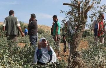 مستوطنون صهاينة يهاجمون قاطفي الزيتون في سلفيت ونابلس مستوطنون صهاينة يهاجمون قاطفي الزيتون في سلفيت ونابلس